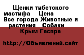 Щенки тибетского мастифа. › Цена ­ 30 000 - Все города Животные и растения » Собаки   . Крым,Гаспра